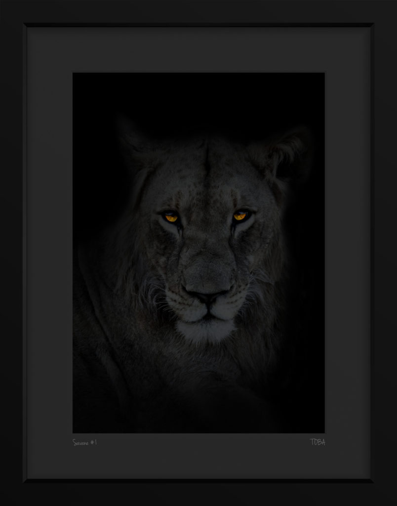 Lion dans la nuit