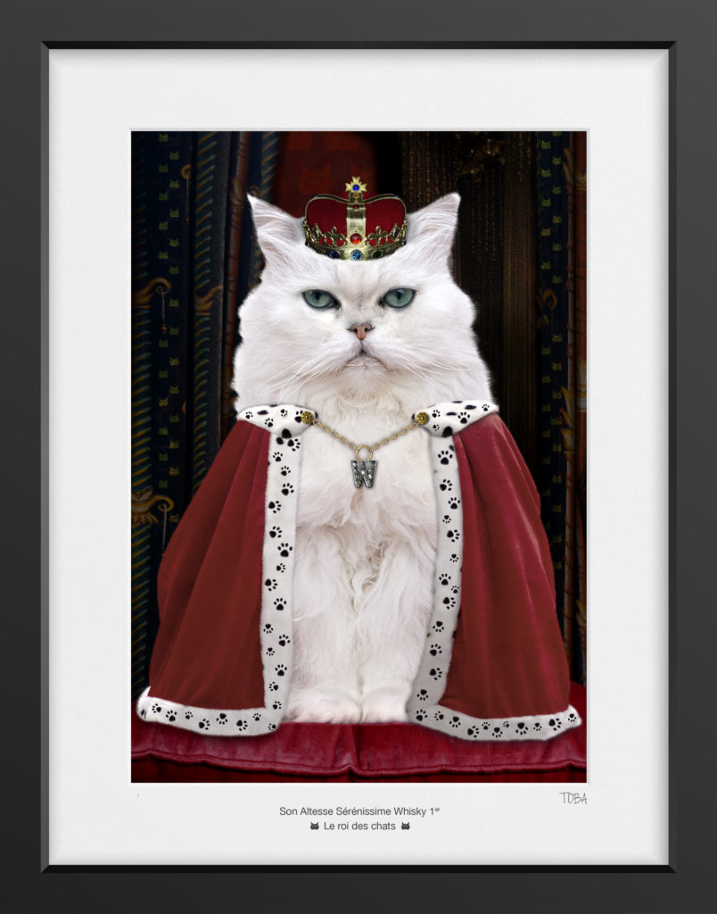 Portrait Whisky le roi des chats